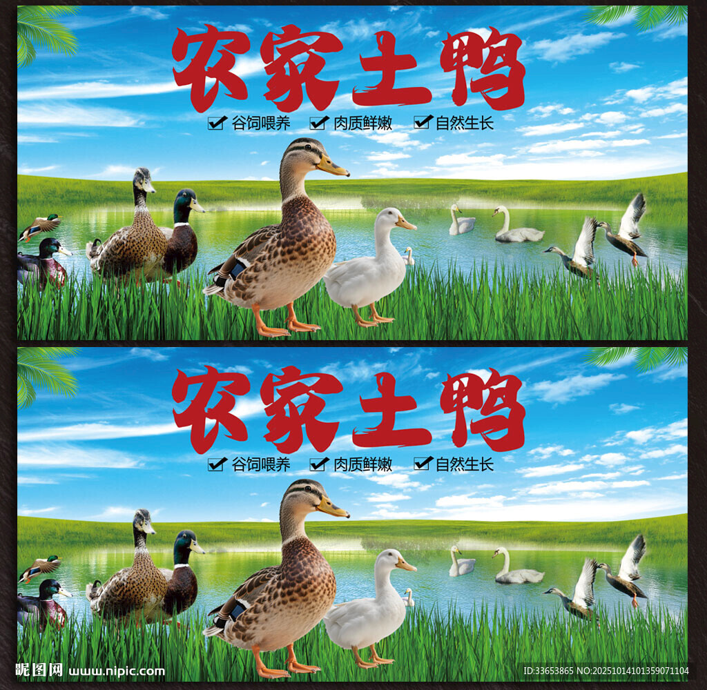鸭子