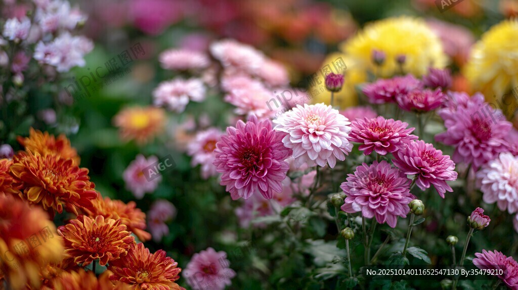 缤纷多彩菊花绽放美景