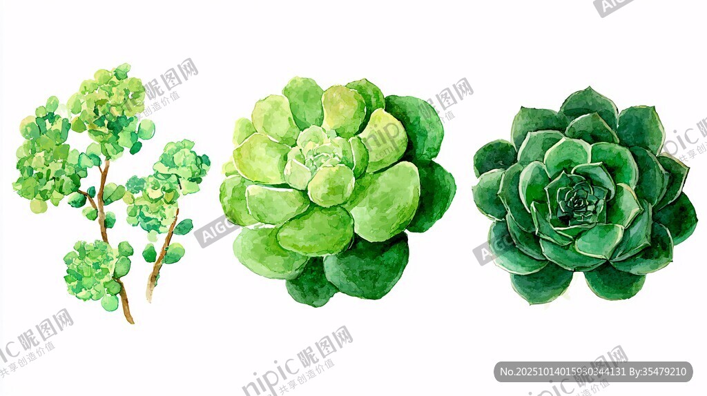 清新水彩风多肉植物插画