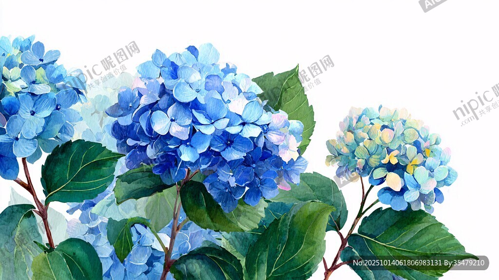 蓝色绣球花水彩画