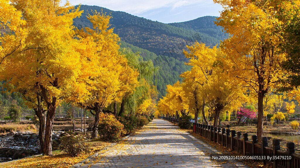 秋日金黄林荫路之美景