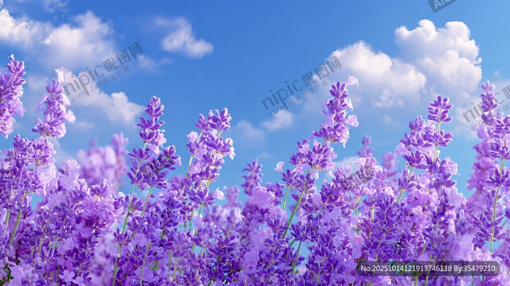 浪漫薰衣草花海蓝天白云