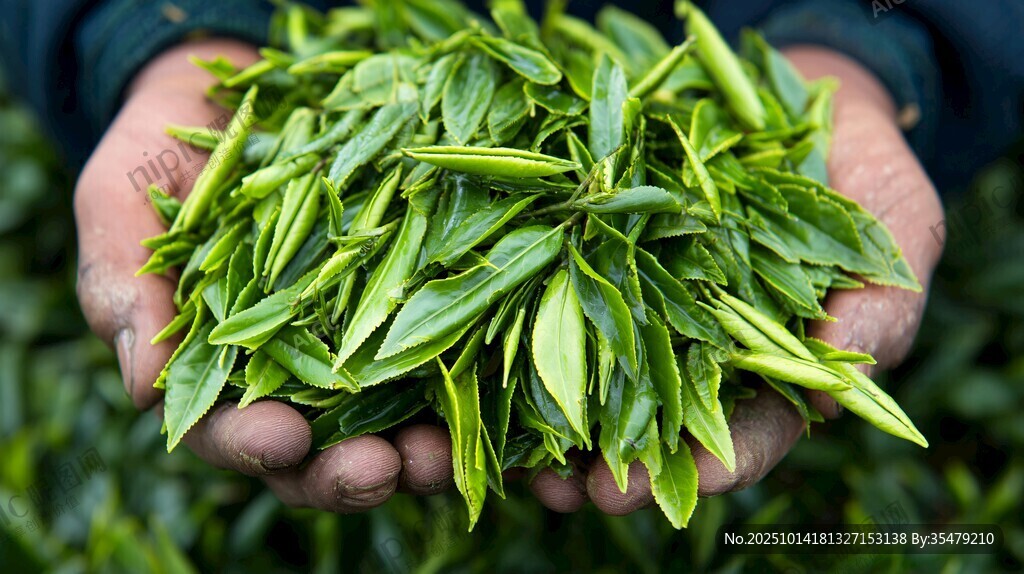 手中鲜嫩茶叶