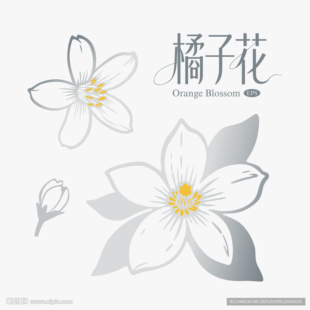橘子花插画图案设计