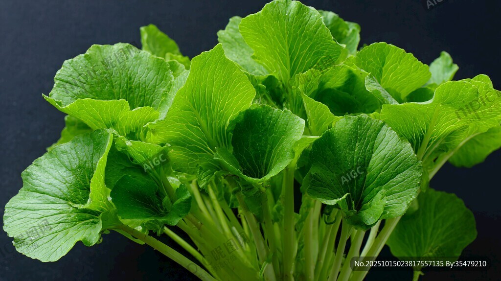 鲜嫩青菜生机勃勃