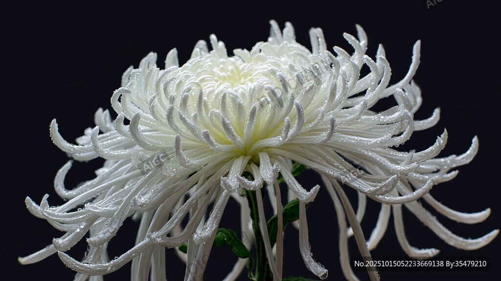 洁白菊花特写