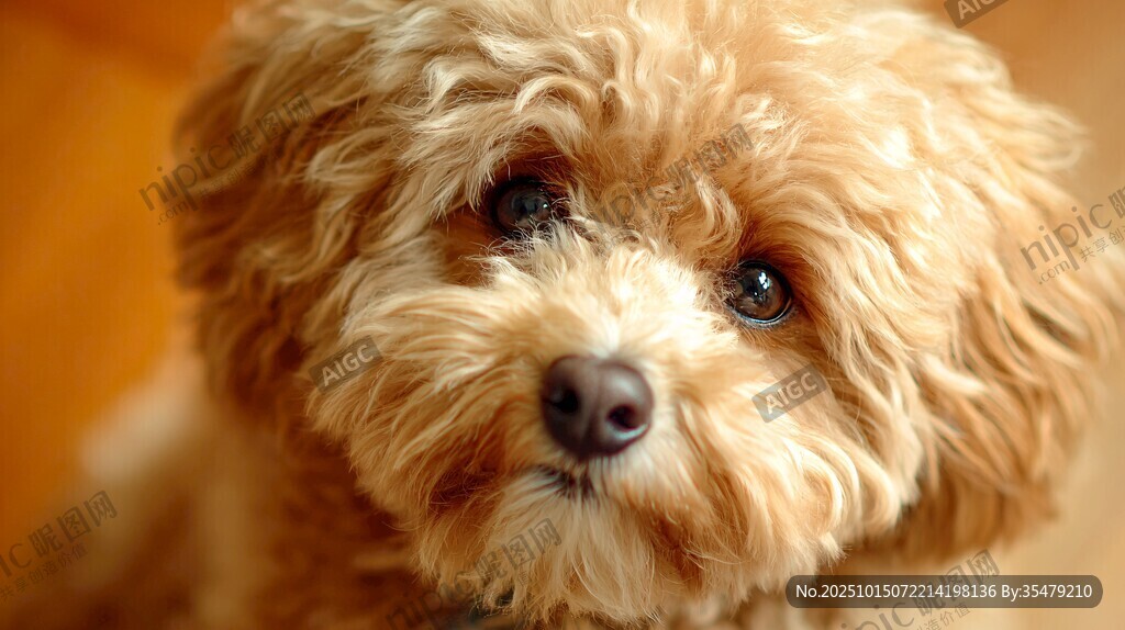可爱泰迪犬的萌趣瞬间