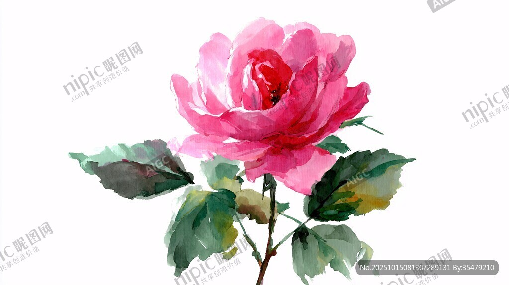 水彩绘粉色娇艳月季花