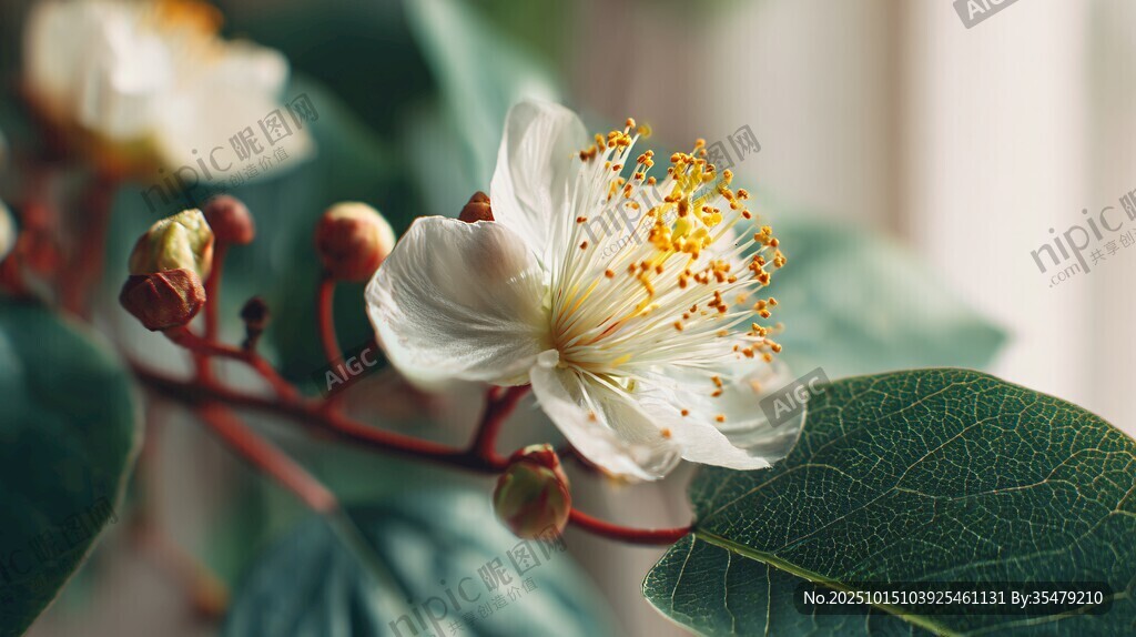 白色花朵与绿叶的美丽景致