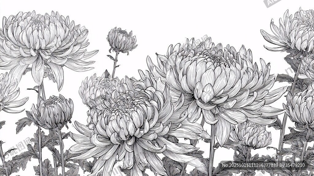 墨绘菊花花卉线稿图案