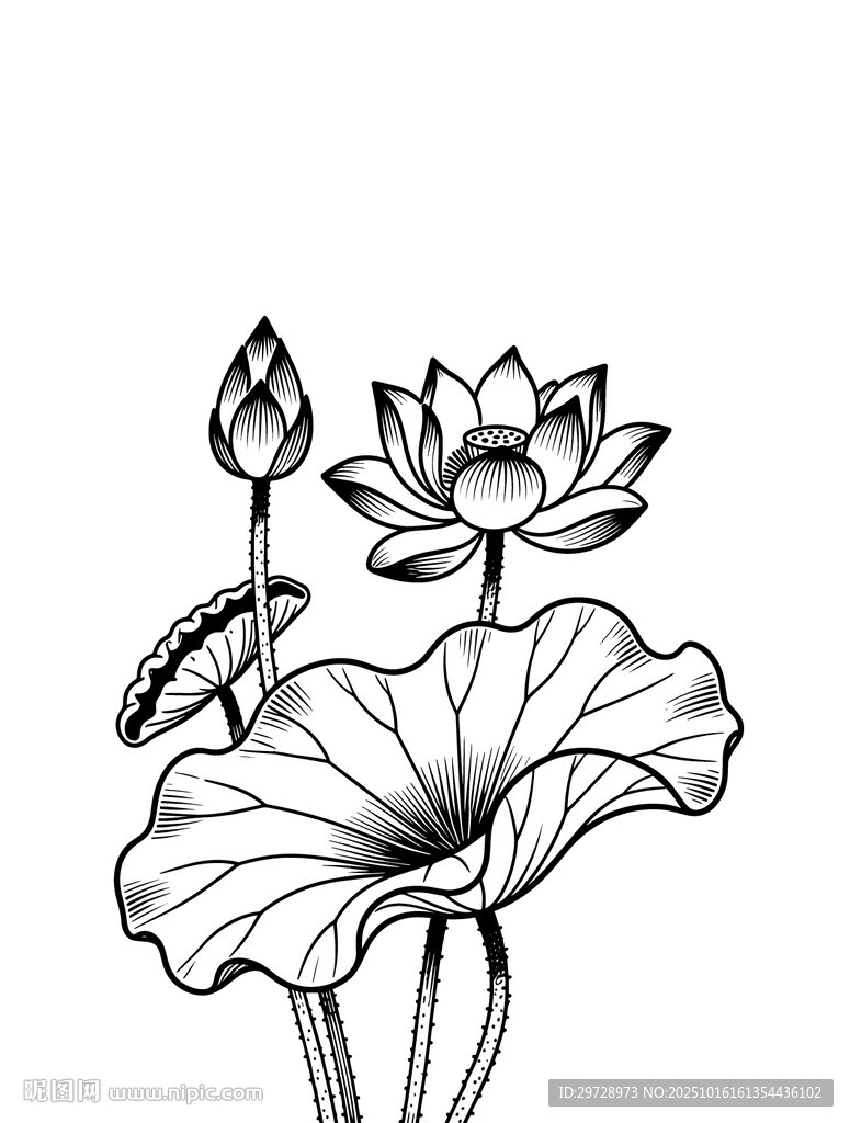 黑白荷花线稿图