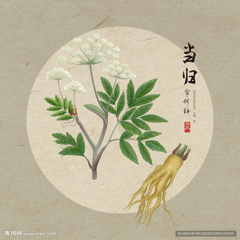 手绘当归