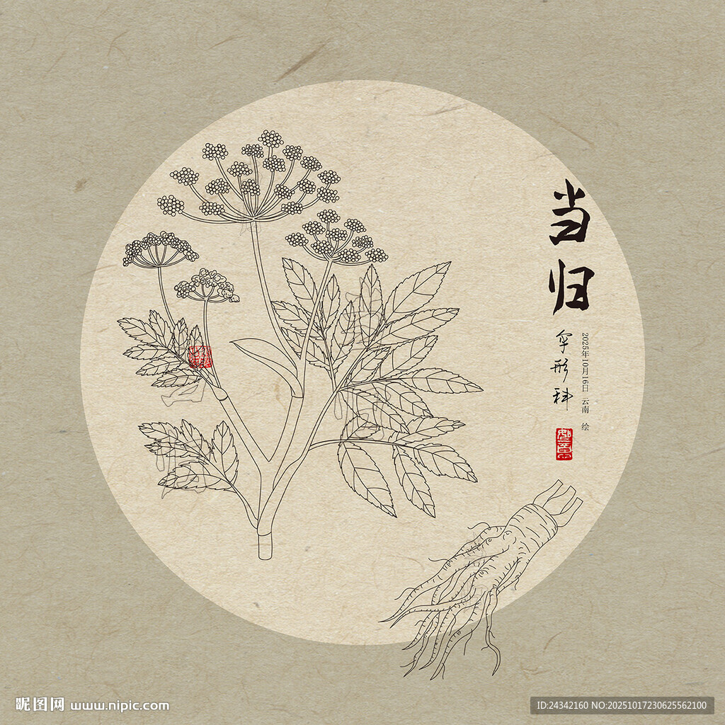 当归线描