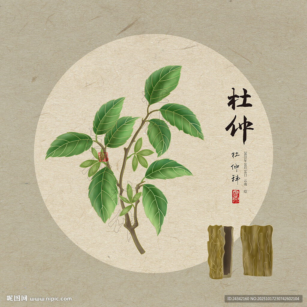 杜仲植物插画