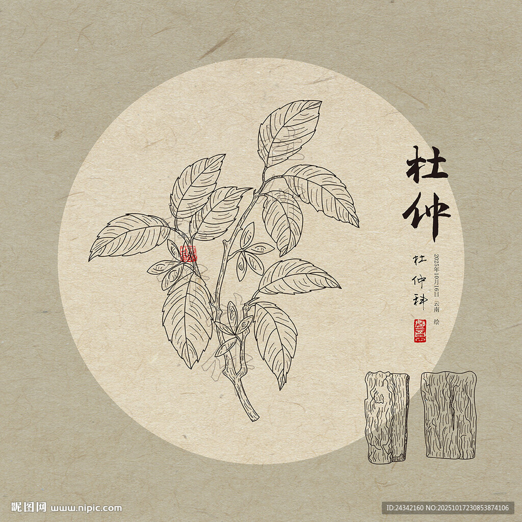 手绘杜仲插画