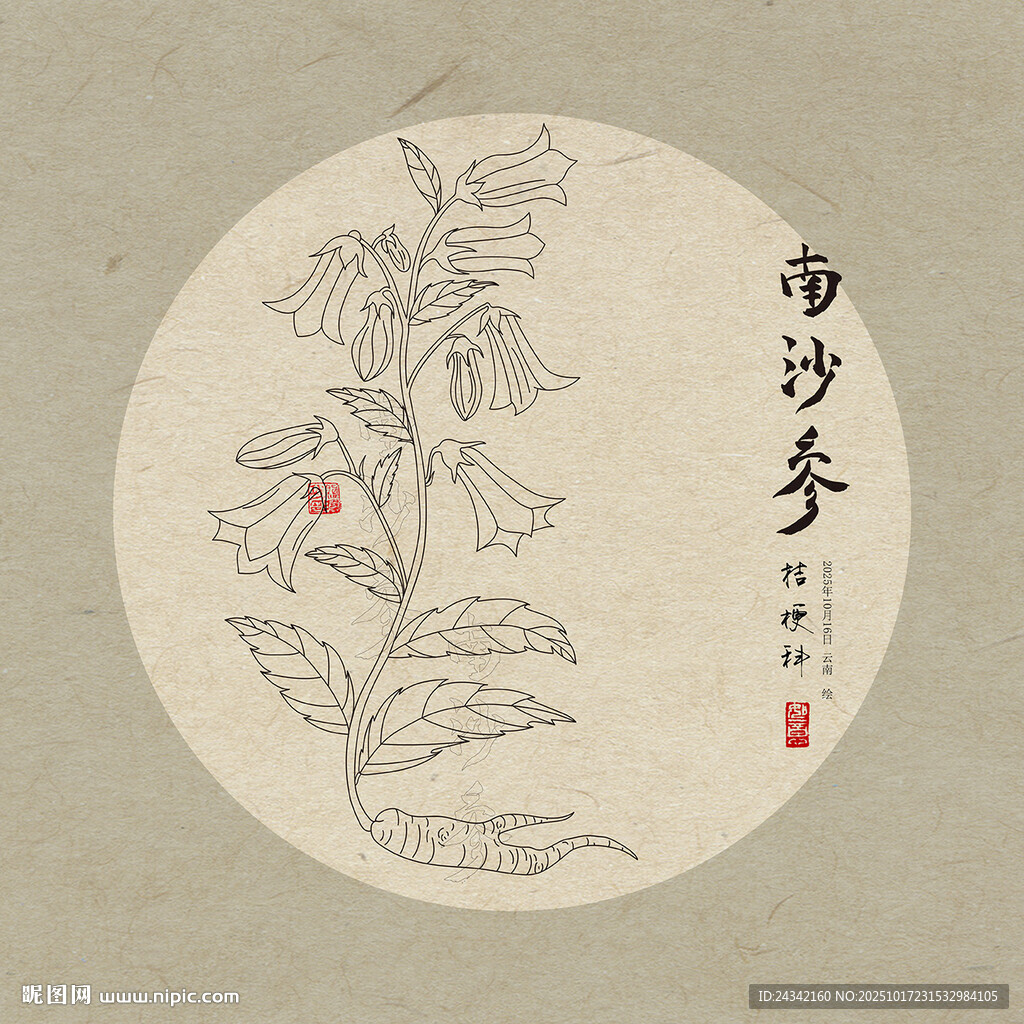 南沙参手绘植物图