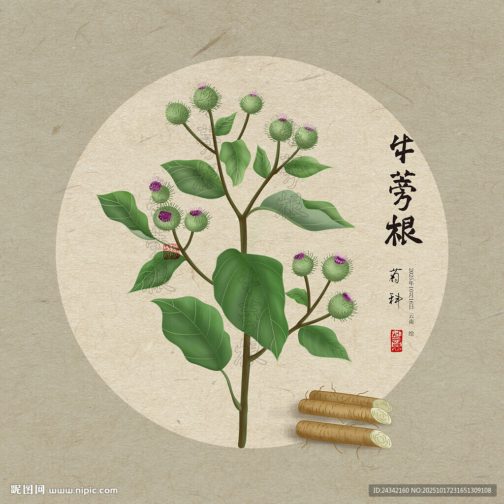 牛蒡根 