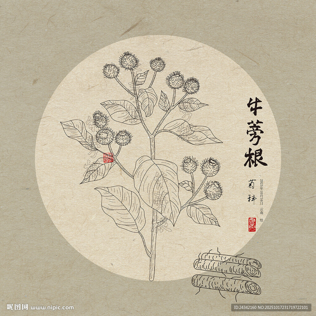 手绘牛蒡根 