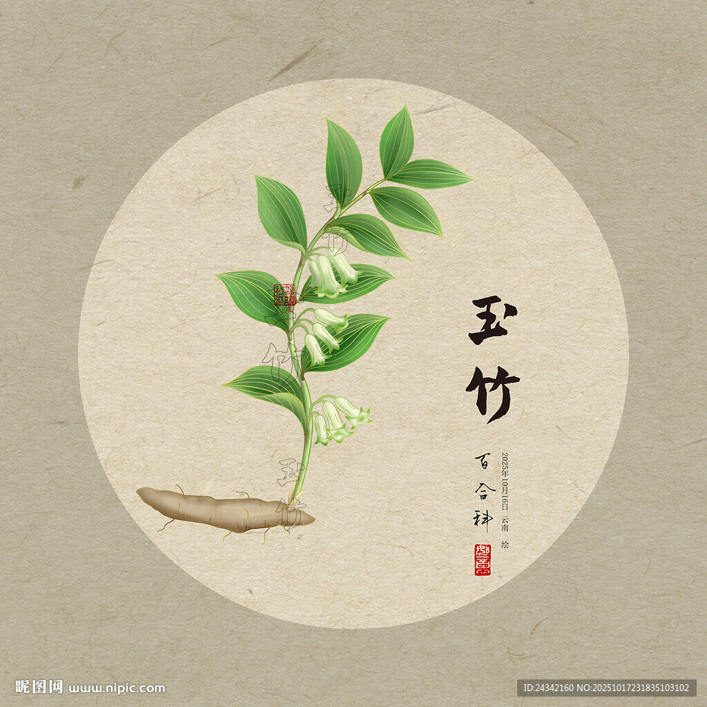 手绘玉竹植物