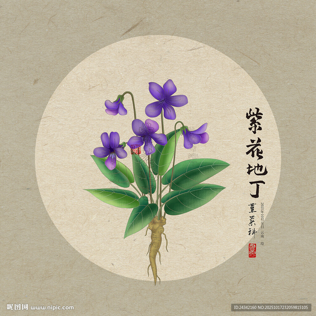 紫花地丁插画图