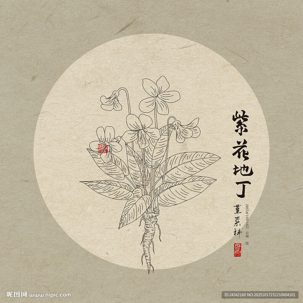 线描紫花地丁插画