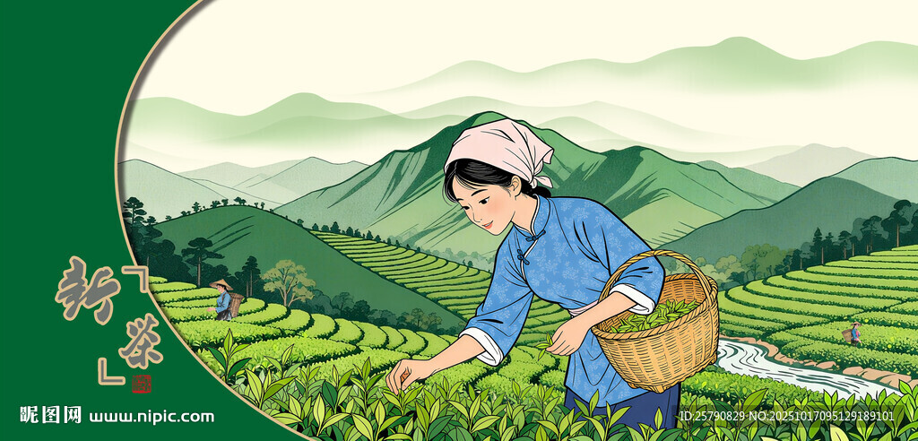 茶园采茶女 采茶姑娘