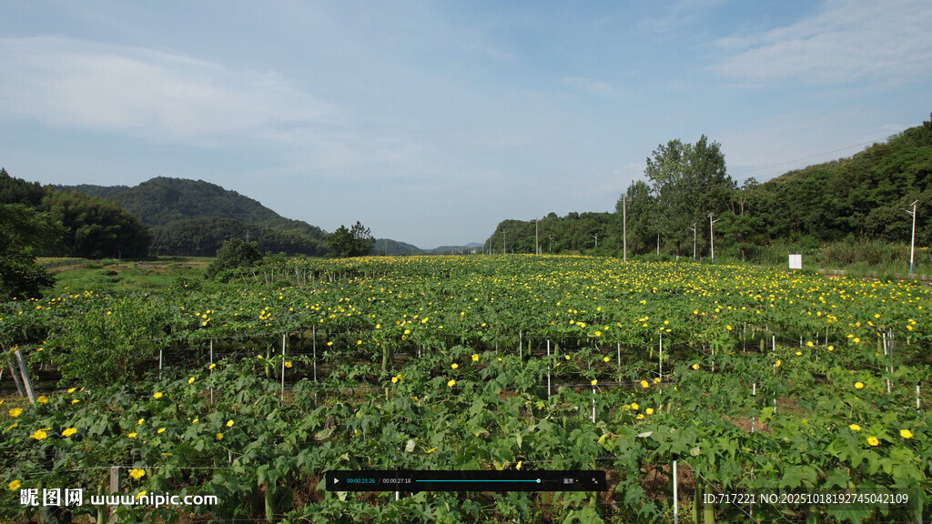 田园向日葵景观