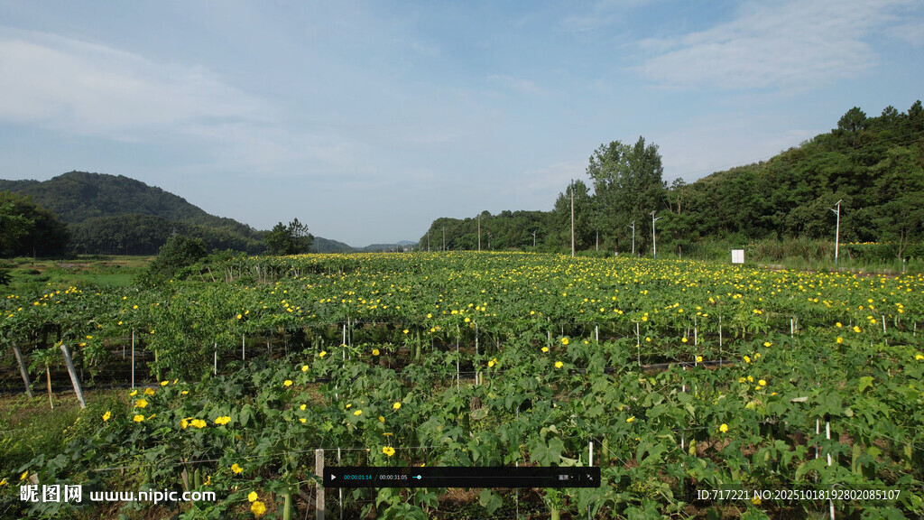 田野间的向日葵种植地
