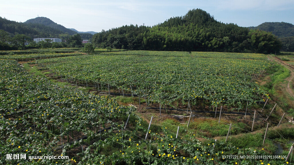 田园风光中的大片绿色农田