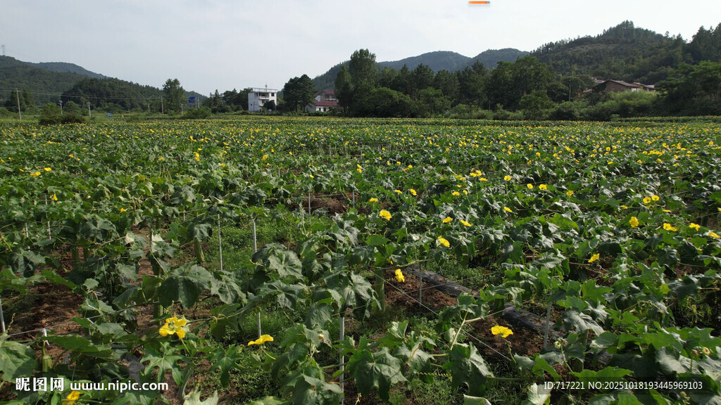 夏日向日葵田风景