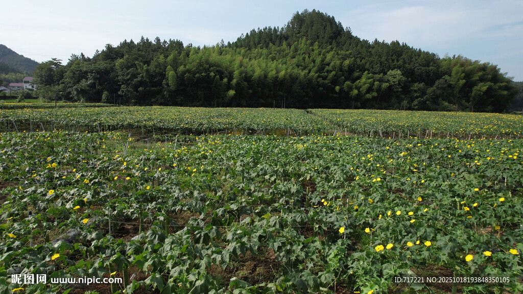 田野间的多彩花卉景观