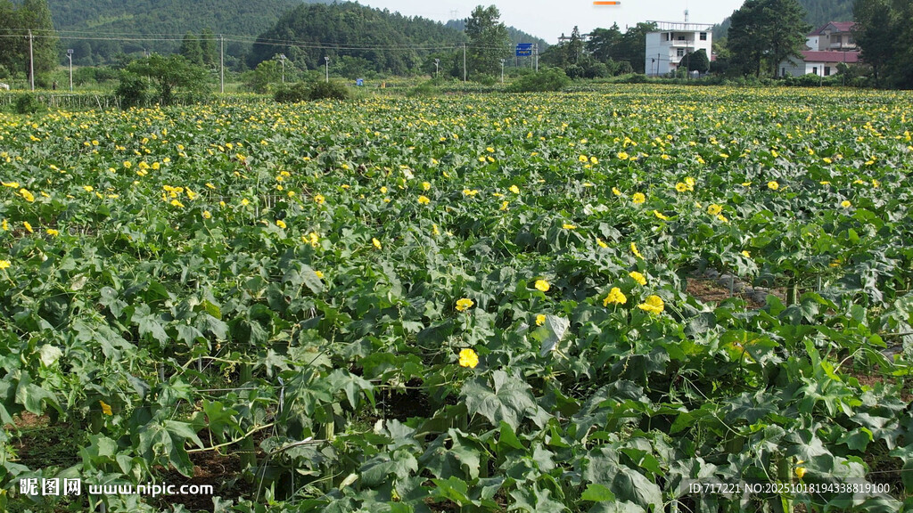 金黄向日葵田田园风光
