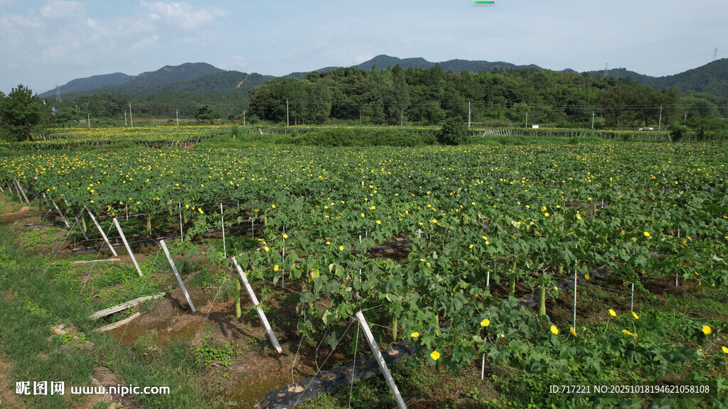 田园风光中的繁茂植物
