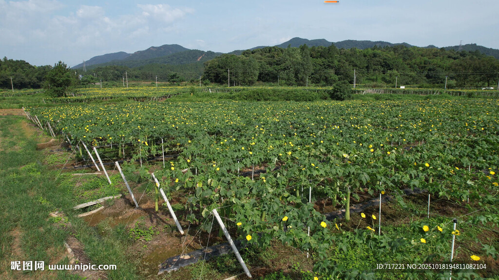 田园风光中的繁茂葡萄田丝瓜络