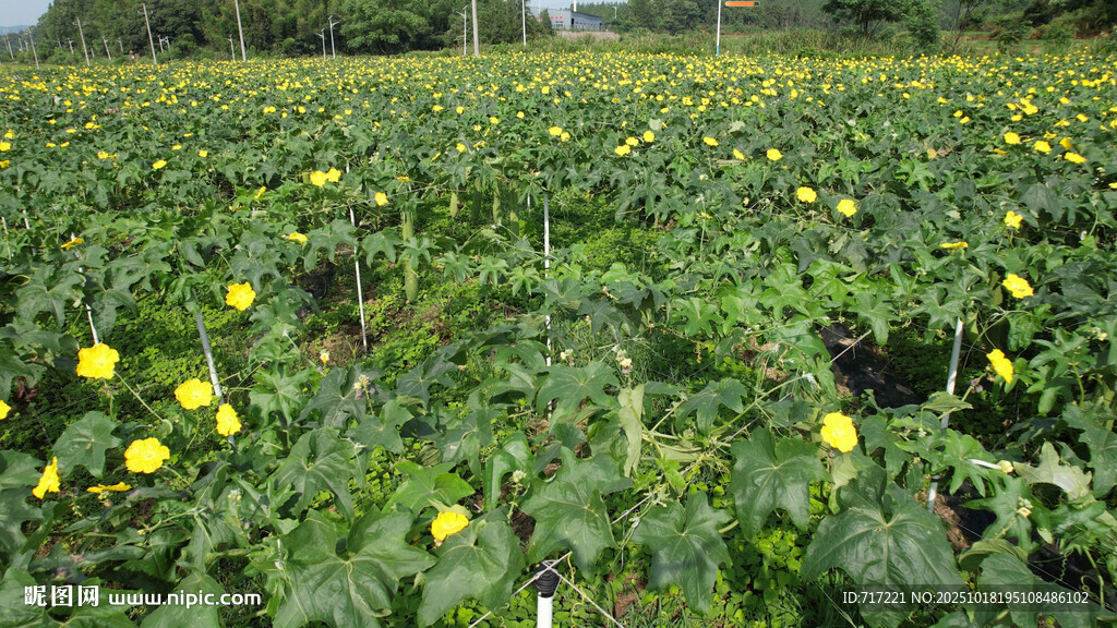 黄色花朵的绿色植物田