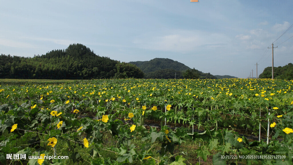 田野中的向日葵与远山
