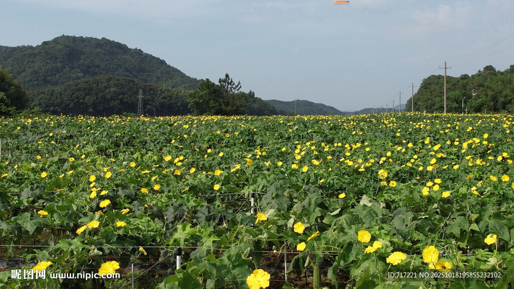 金黄花海田园诗意风光