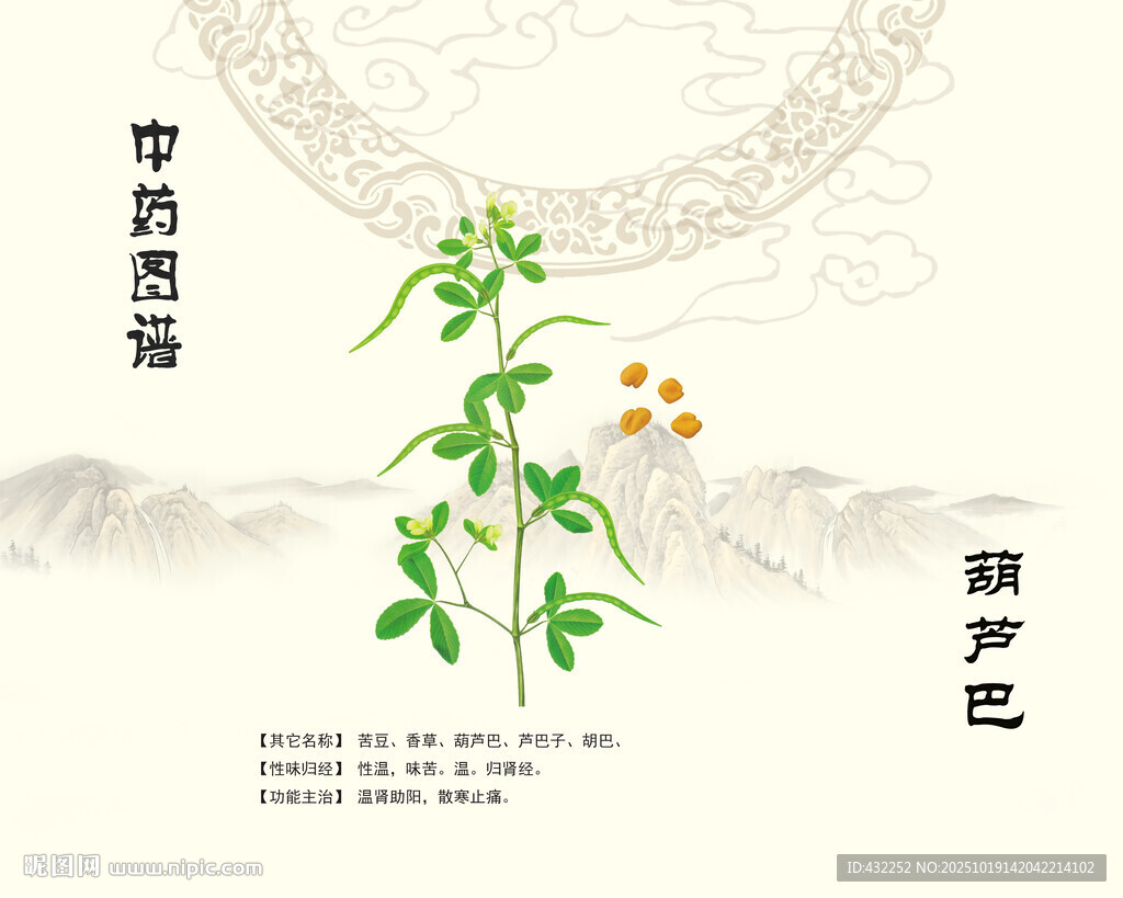 中药材葫芦巴植株展示