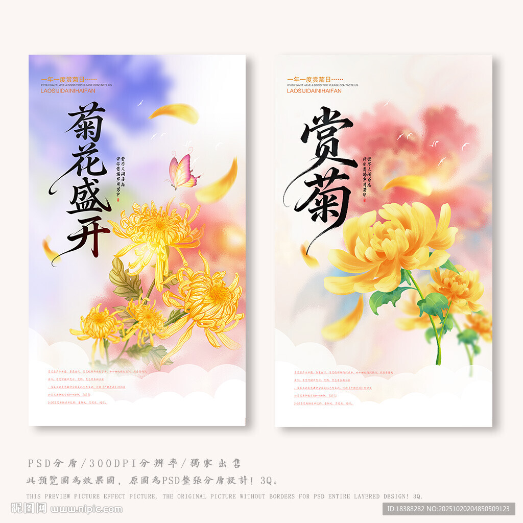 赏菊花