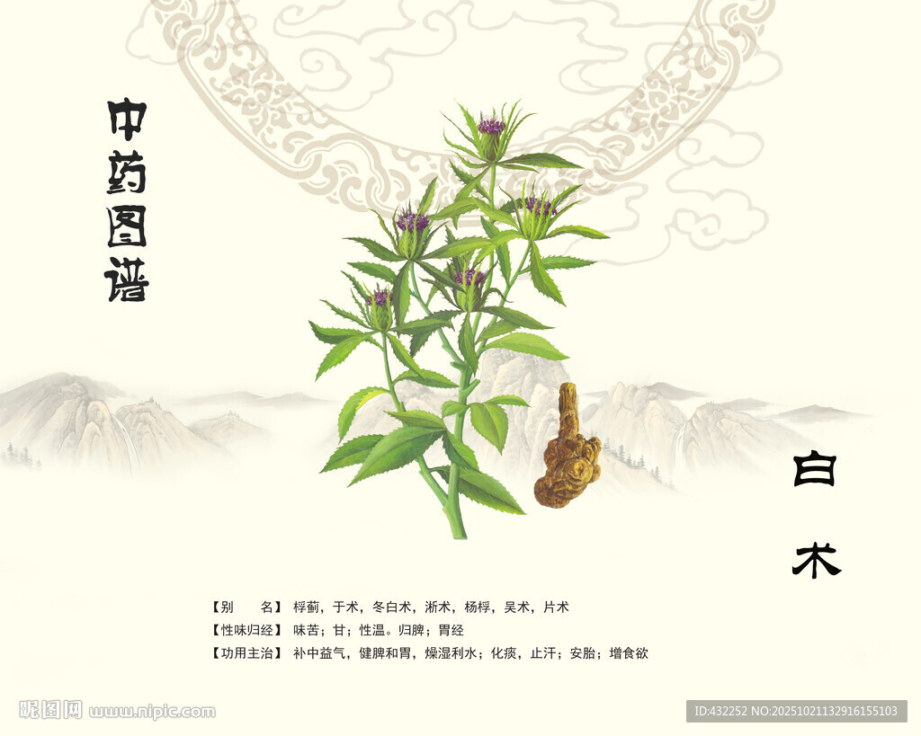 中药白术中药材白术