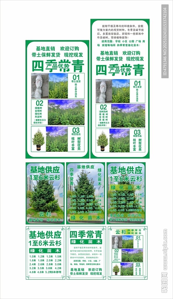 云杉树 