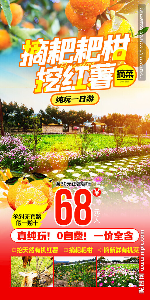 摘耙耙柑挖红薯摘菜 