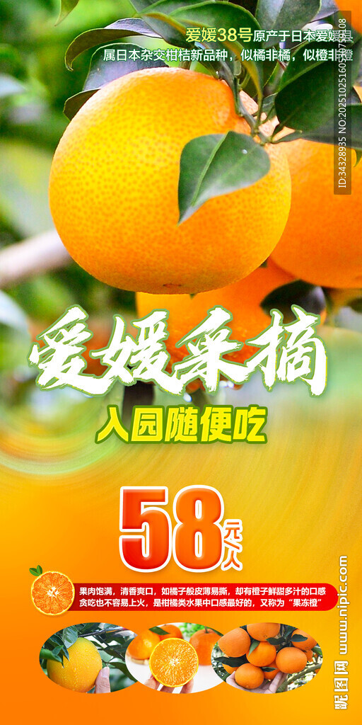 爱媛采摘橙子橘子