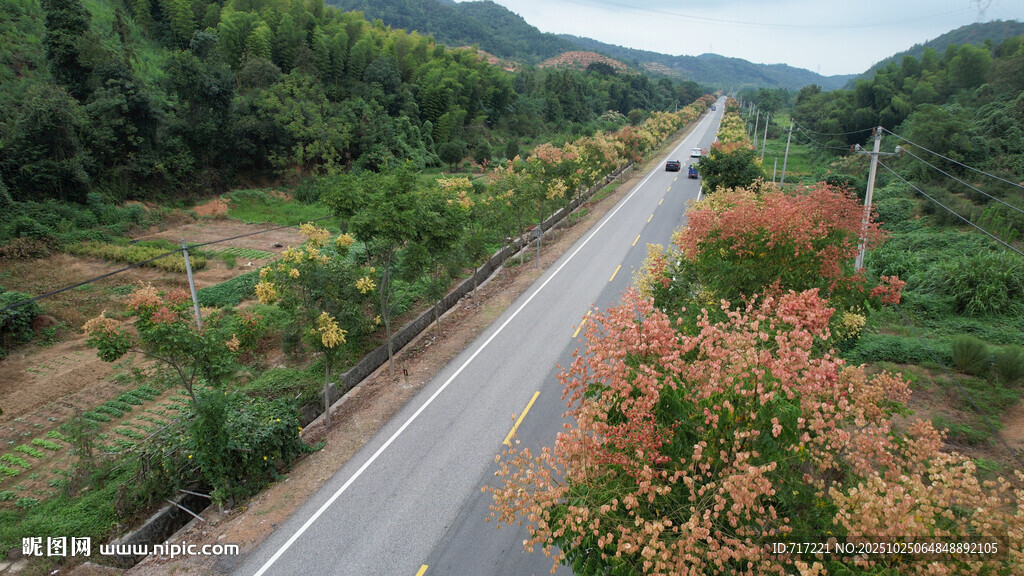 山间公路旁绚烂花丛景色