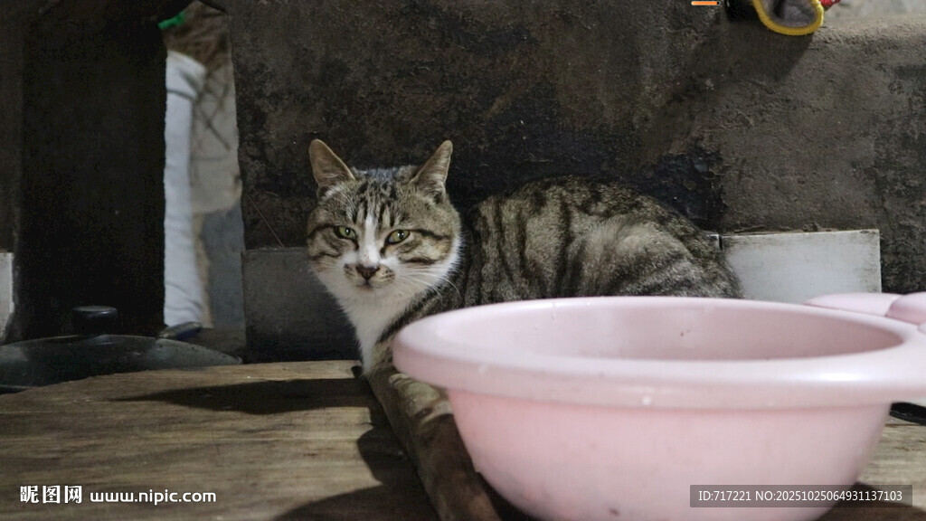 猫咪守在粉色碗旁