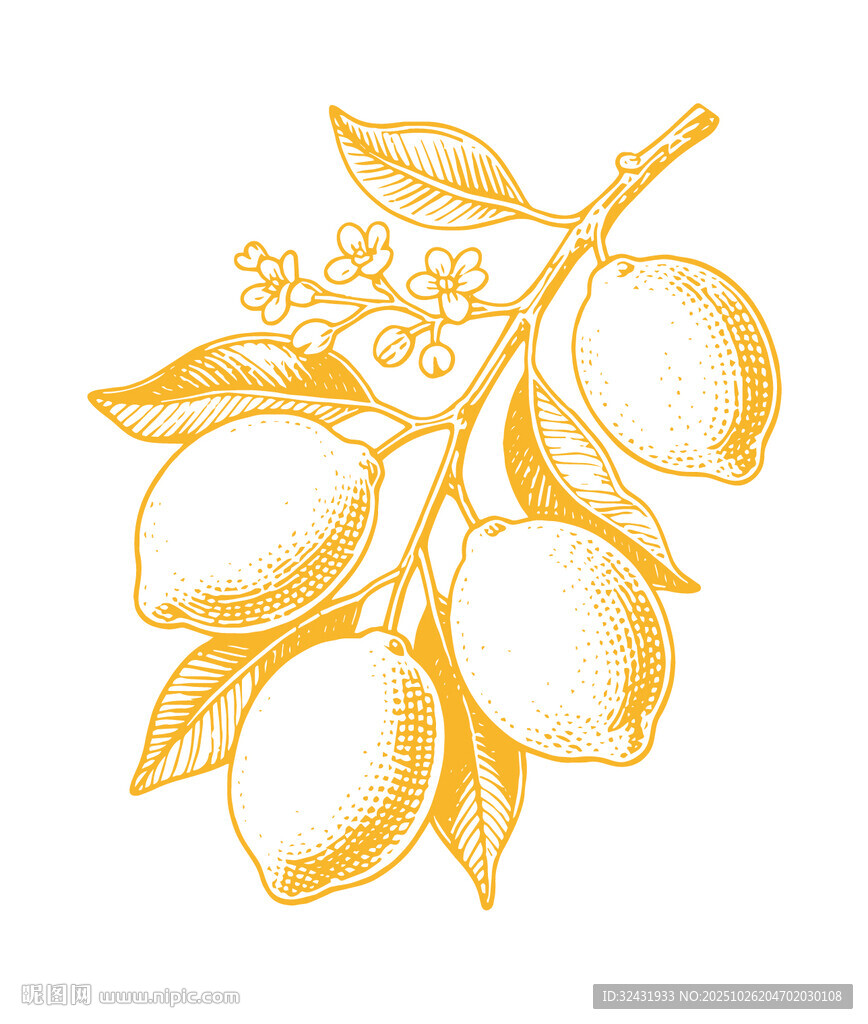 手绘柠檬枝插画