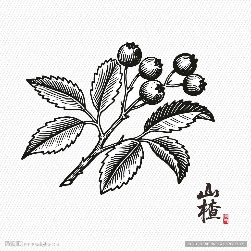 手绘山楂枝叶图