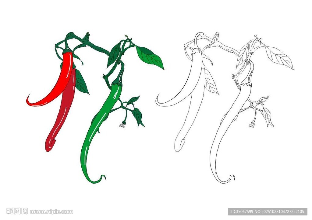 多彩辣椒插画  线椒 青椒 