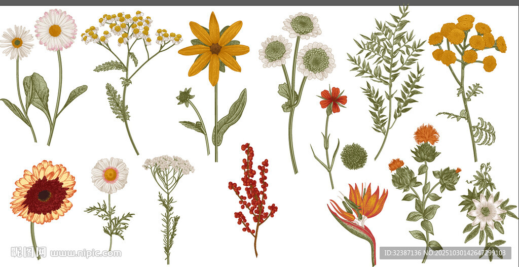 手绘花卉植物图案集合