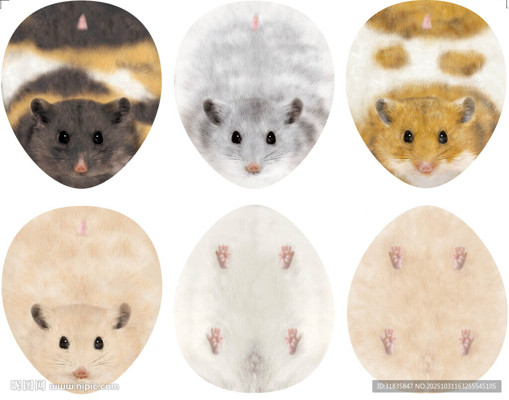 多样毛色仓鼠图片展示